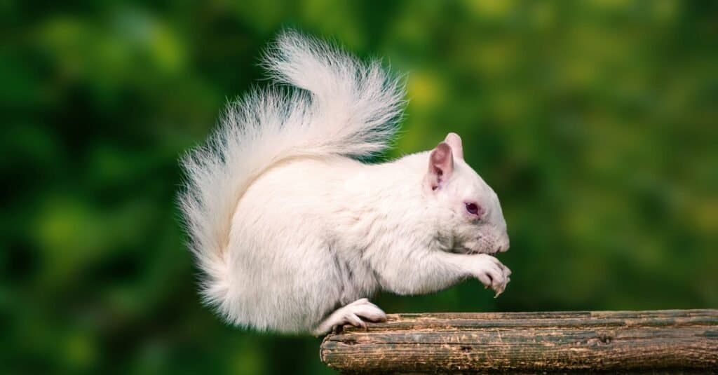 White Animals - White Squirrel
