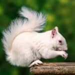 A rare white animal, a wild white albino squirrel, sitting on a wooden platform eating with his fluffy tail curled up above his head.