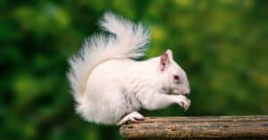 What Causes White Squirrels and How Rare are They? photo