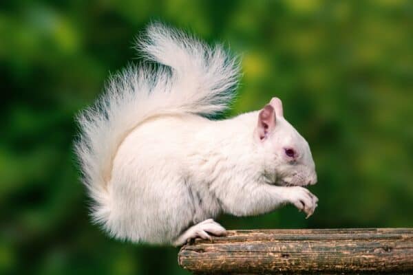 A rare white animal, a wild white albino squirrel, sitting on a wooden platform eating with his fluffy tail curled up above his head.