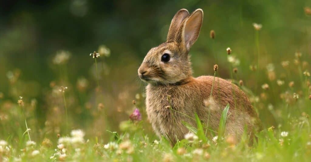 กระต่ายป่าในทุ่งหญ้า