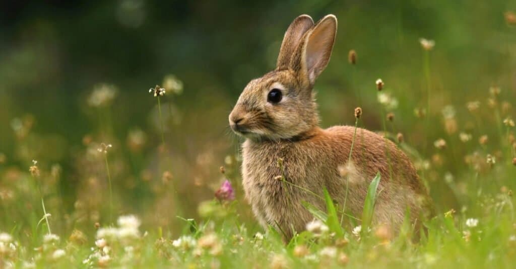 wild bunny rabbit