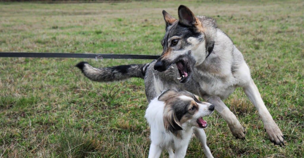 Wolfdog fighting/playing with another dog