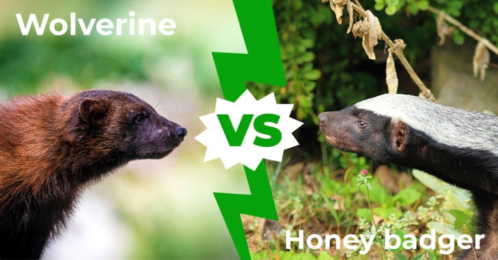 Wolverine vs honey badger