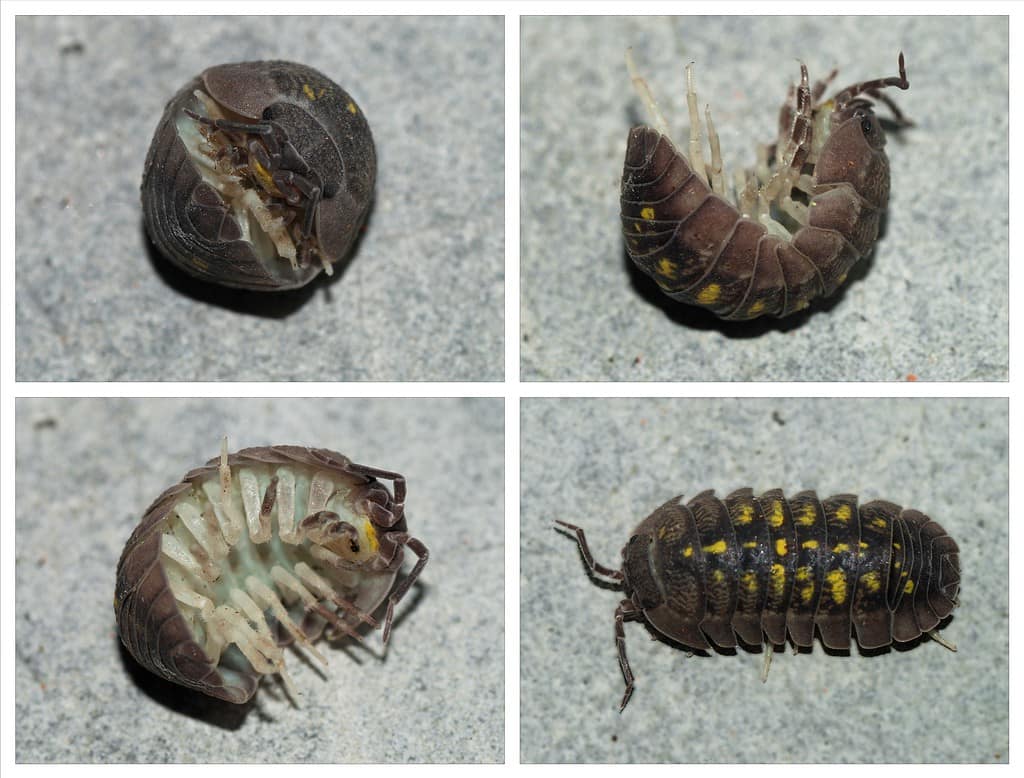 A fairly common mediterranean pill woodlouse of species Armadillidium granulatum.Pill woodlice are small land-living crustaceans of the order Isopoda, with seven pairs of legs, which roll-up in a almost perfect spherical shape when disturbed. The picture shows a specimen returning to its normal position after the danger has passed.