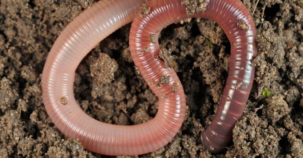 are dead earthworms bad for dogs