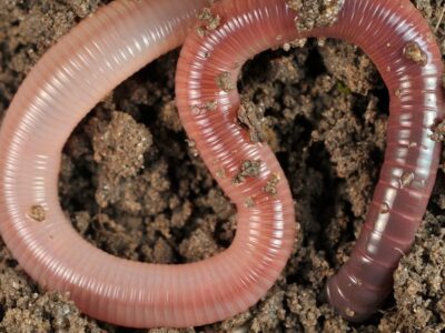 A Earthworm Quiz: Find Out How Much You Know!