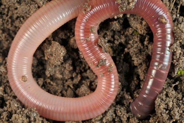 Earthworm in soil.