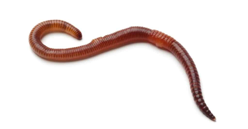 Earth worm isolated on a white background.