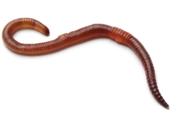 Earth worm isolated on a white background.