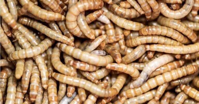 Mealworms crawling all over.