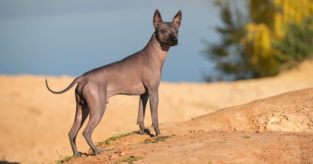 Xoloitzcuintli standing on sand dune