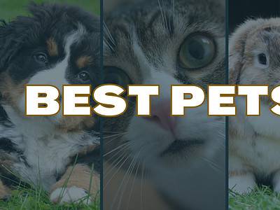 A Ranking Our 10 Best Animals to Keep as Pets in 2024