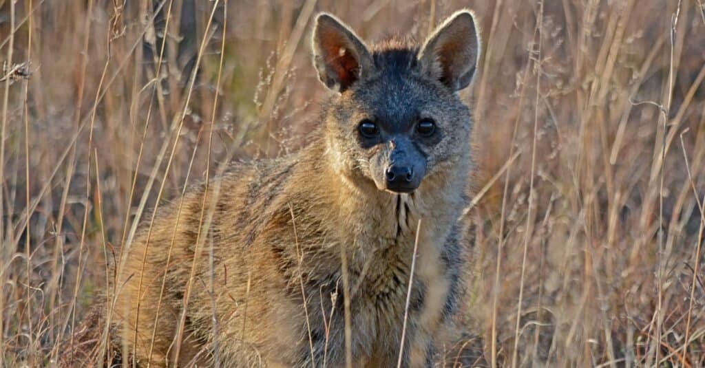 aardwolf in tall grass