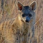 Aardwolf