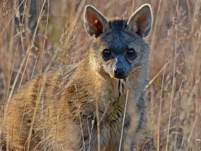 A Aardwolf