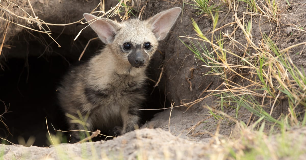 aardwolf cub in den