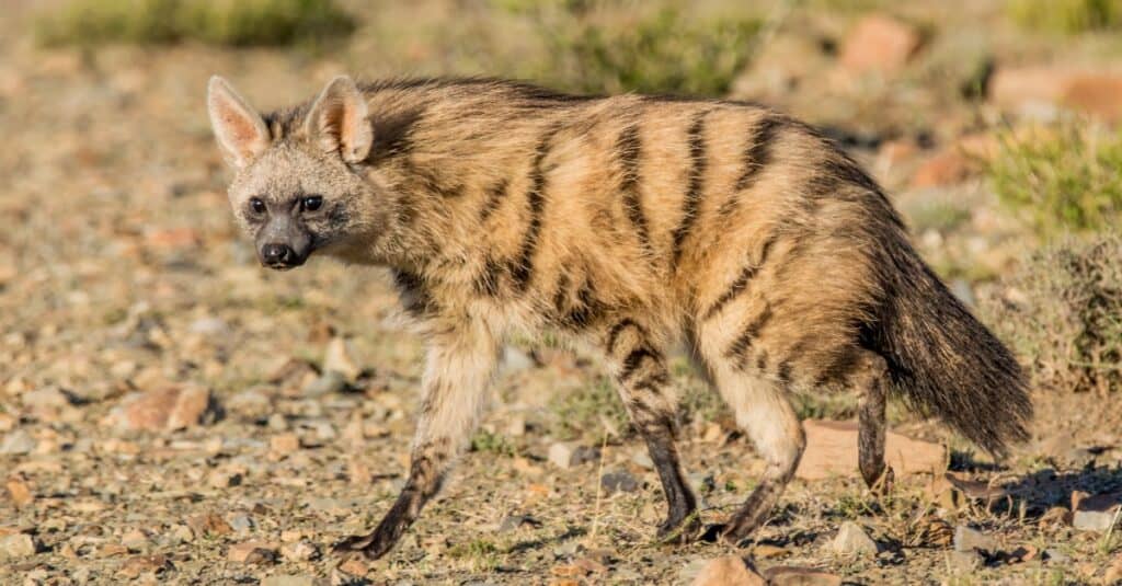 aardwolf walking on rubble