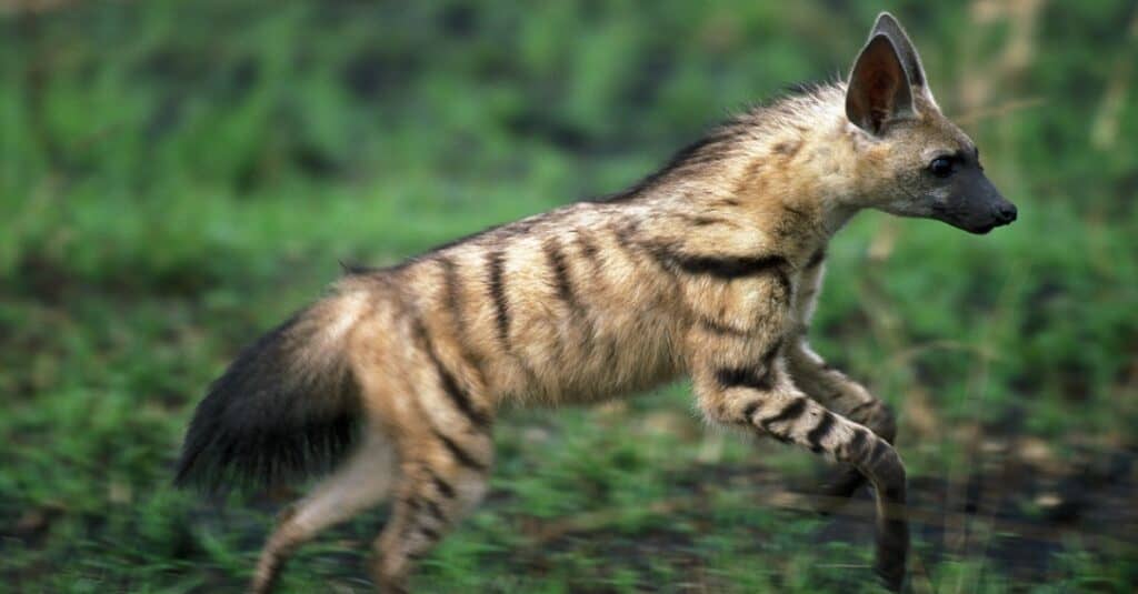 White Aardwolf