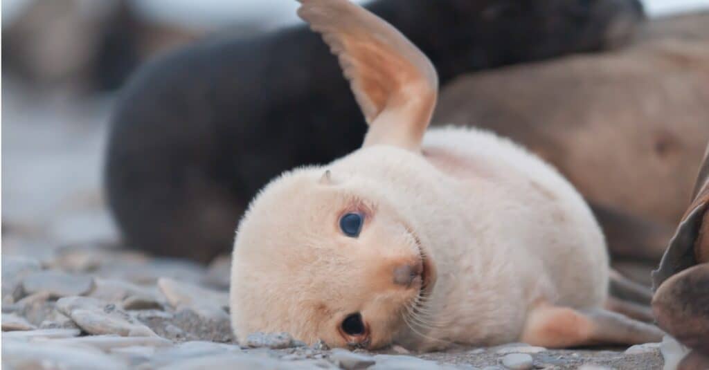 baby-seal-smiling