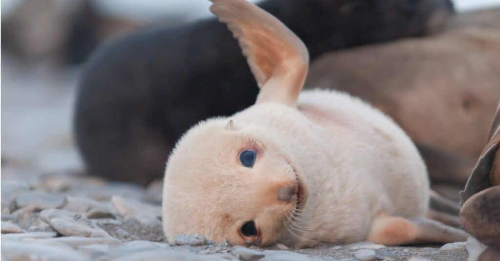 what-s-a-baby-seal-called-5-more-amazing-facts-az-animals