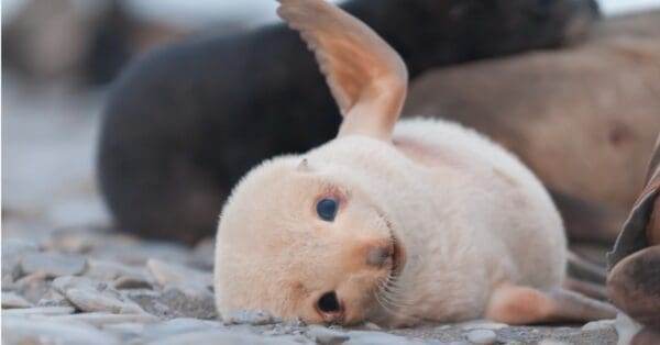 What’s a Baby Seal Called & 5 More Amazing Facts! - A-Z Animals