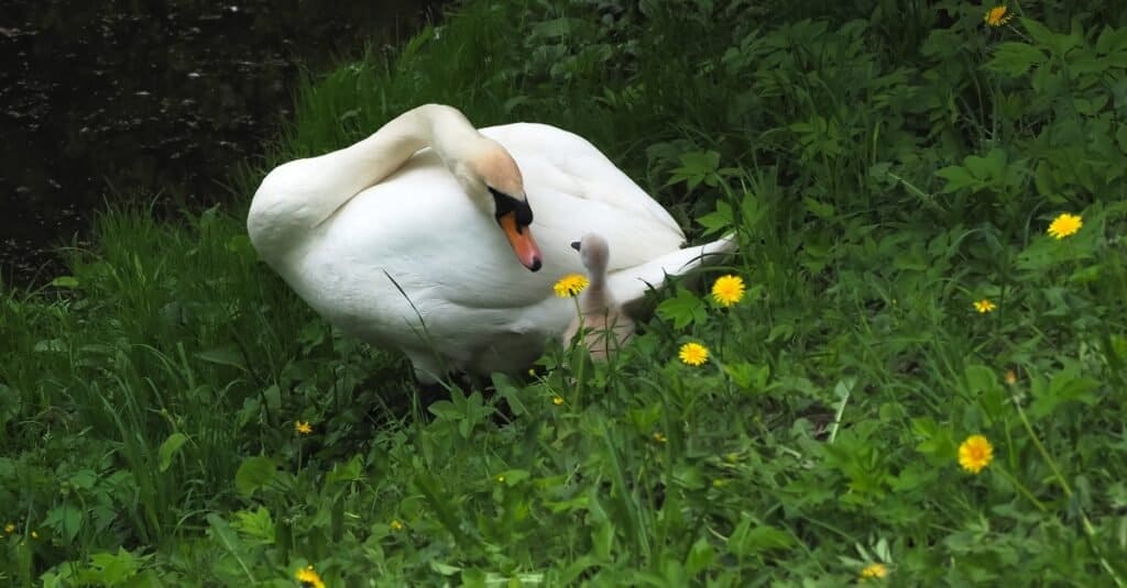 father and baby swan