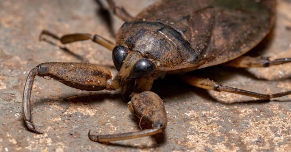 What Does a Water Bug Eat?