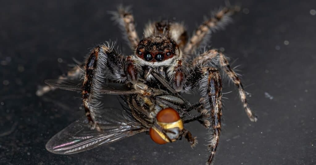 Keeping jumping spiders - quickly and easily explained! - Insektenliebe