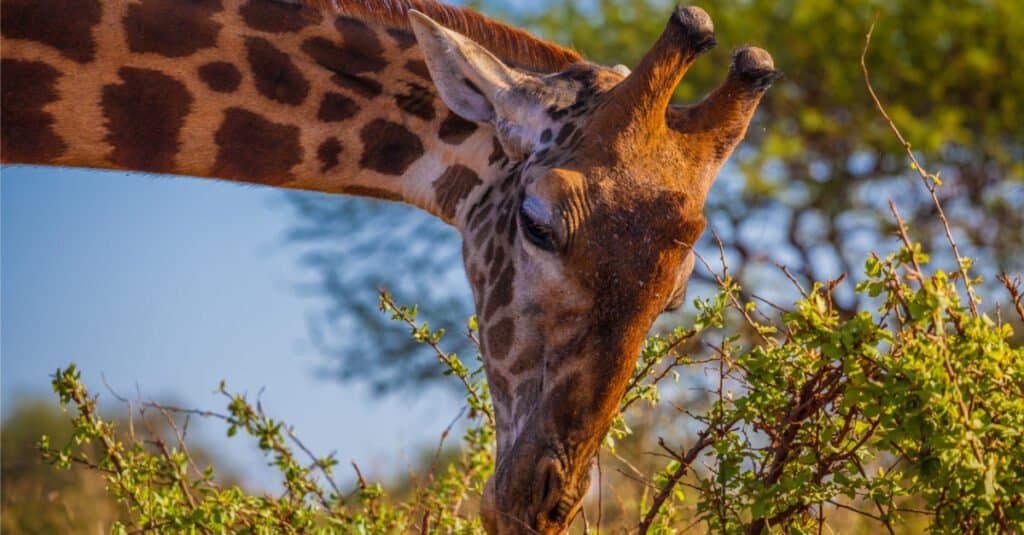 giraffe fight lion