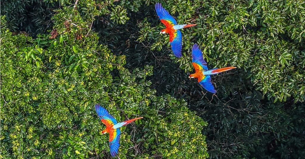 What Do Macaws Eat?