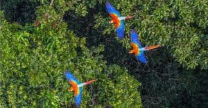 Discover The Largest Macaw in the World Picture