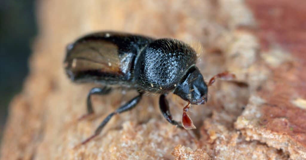 Ambrosia Beetle - A-Z Animals