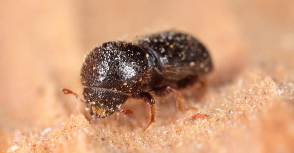 close up of an ambrosia beetle