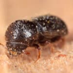 Ambrosia beetles