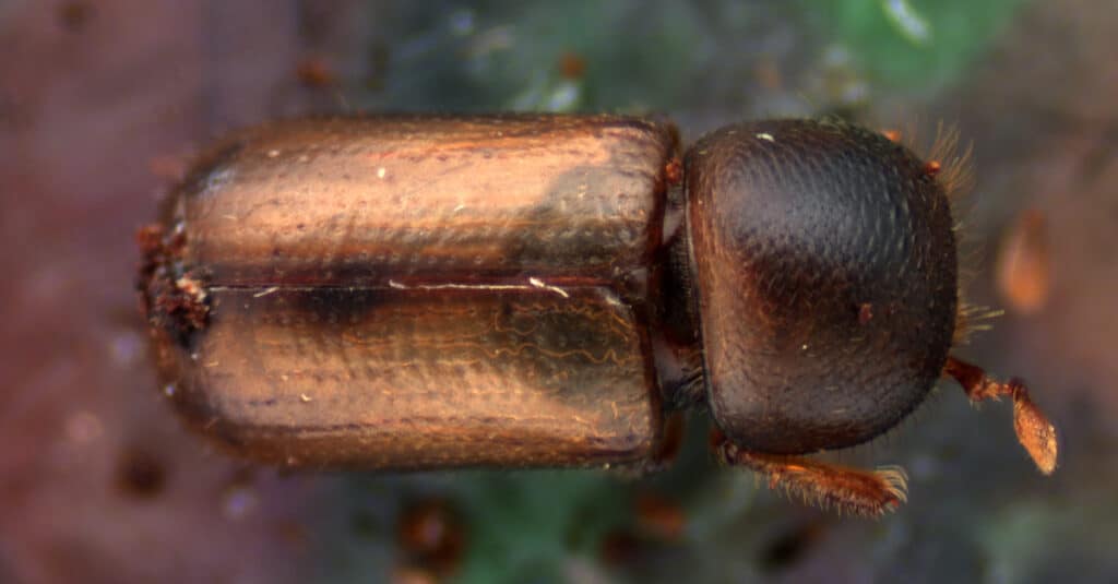 above view of an ambrosia beetle
