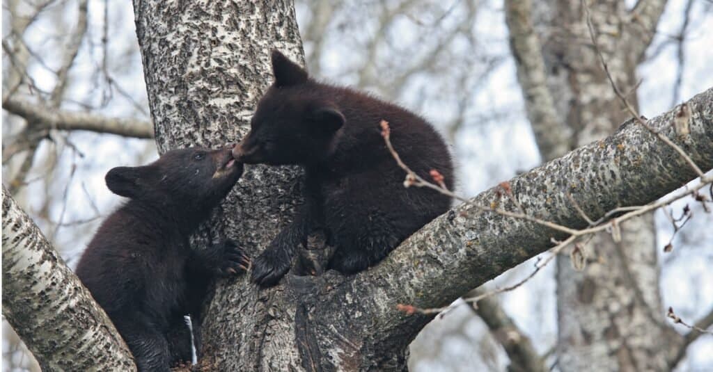 baby bear cubs in tree