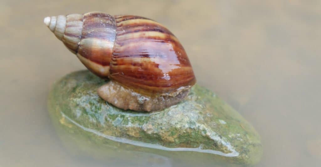 amphidromus snail on rock in water