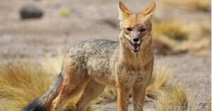 Watch a Desert Fox Give His All as Jackals Try to Rip It Apart Picture