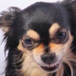 close up of an angry Chihuahua