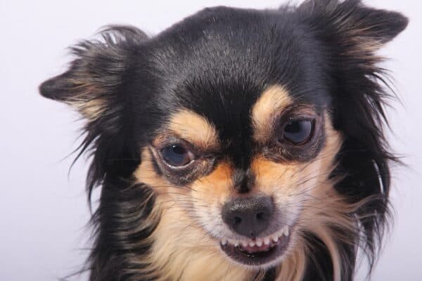 close up of an angry Chihuahua