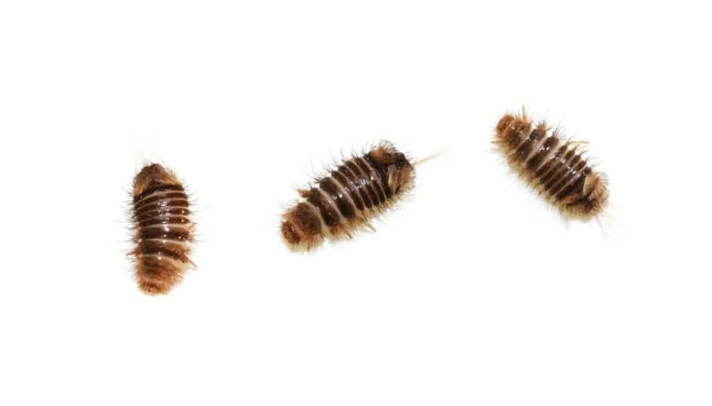 Carpet Beetles