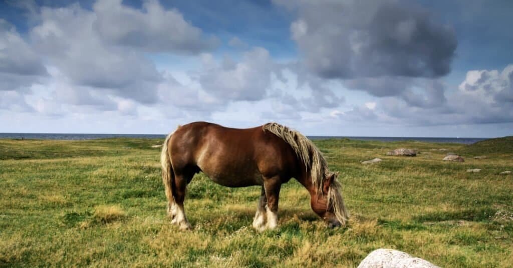 Yellowstone Horseback Riding