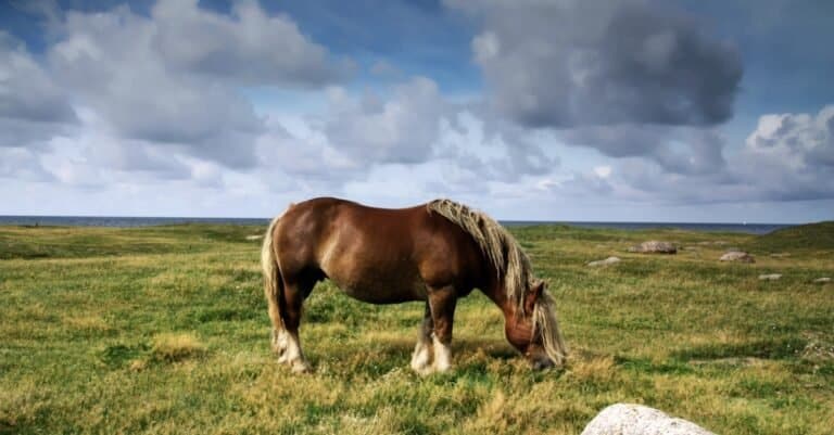 ardennes grazing in pasture