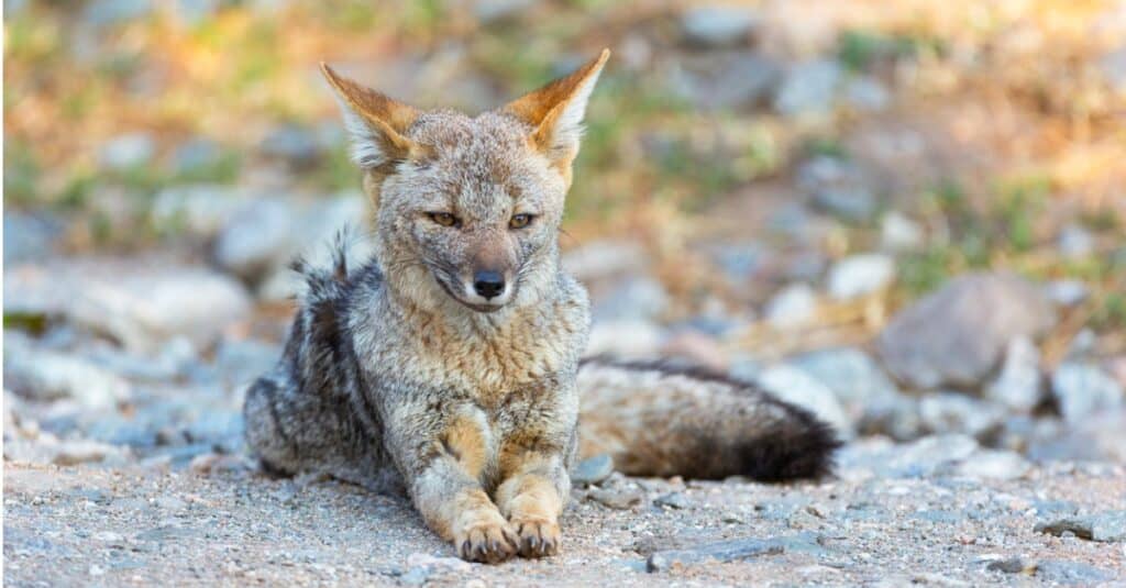 south american gray fox