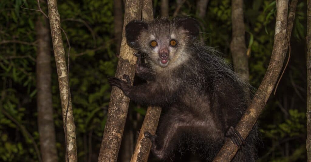 aye-aye holding onto a tree