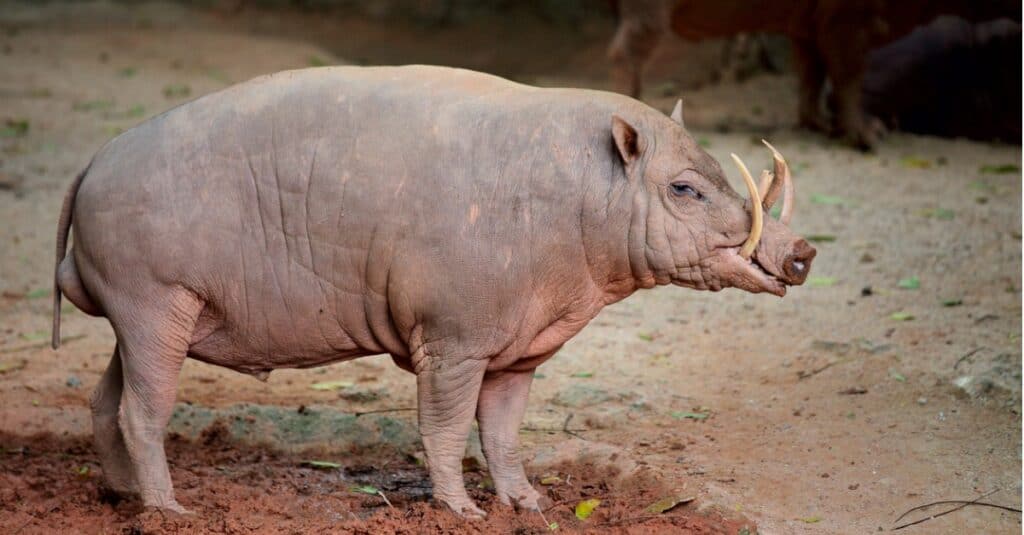 babirusa standing in dirt