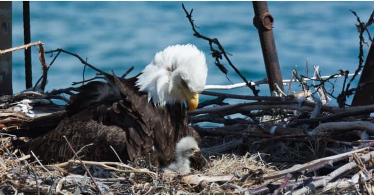 baby bald eagle with mother