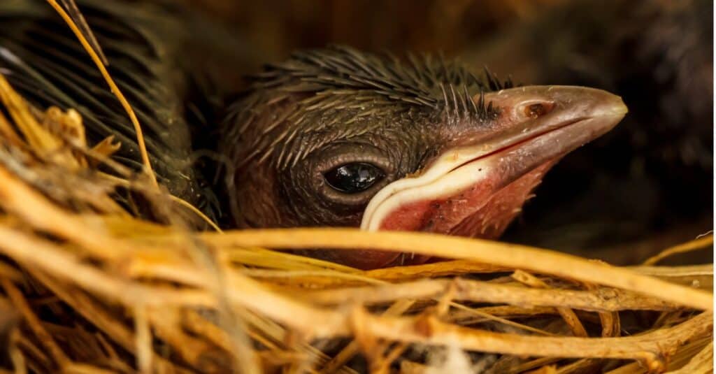 baby robin closeup