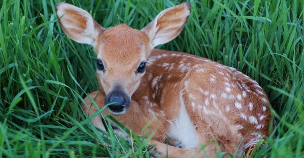 Baby Deer